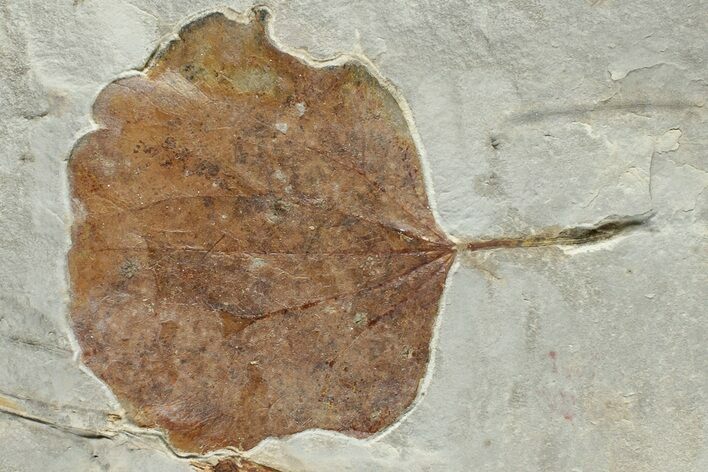 2.6" Fossil Leaf (Zizyphoides) - Montana